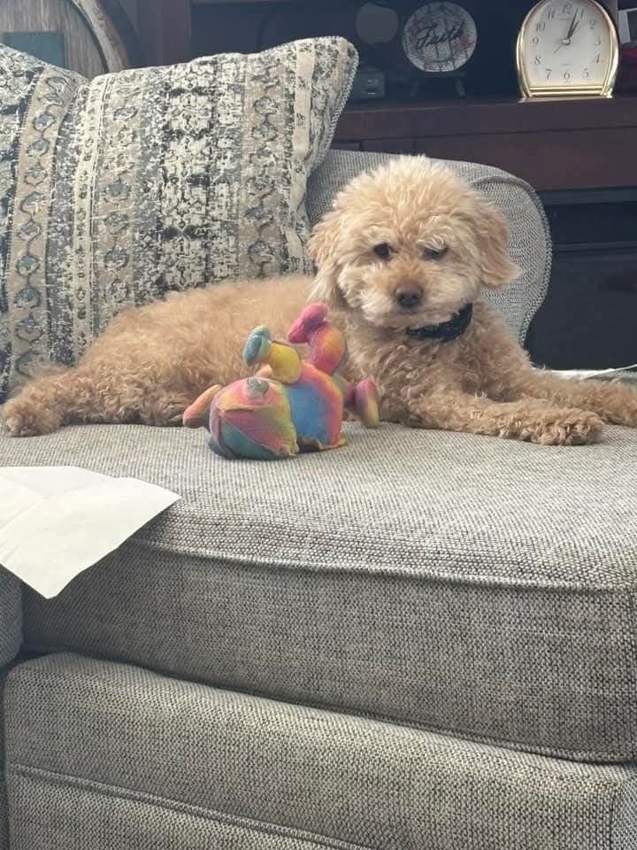 Rosa, an adoptable Poodle in Wausau, WI, 54401 | Photo Image 6