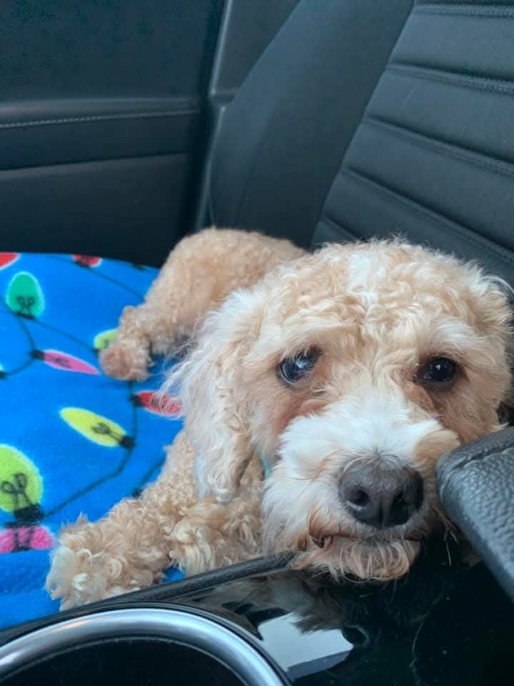 Shakey, an adoptable Maltese, Poodle in Wausau, WI, 54401 | Photo Image 1