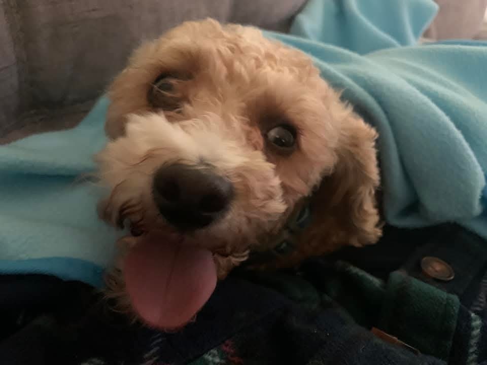 Shakey, an adoptable Maltese, Poodle in Wausau, WI, 54401 | Photo Image 2