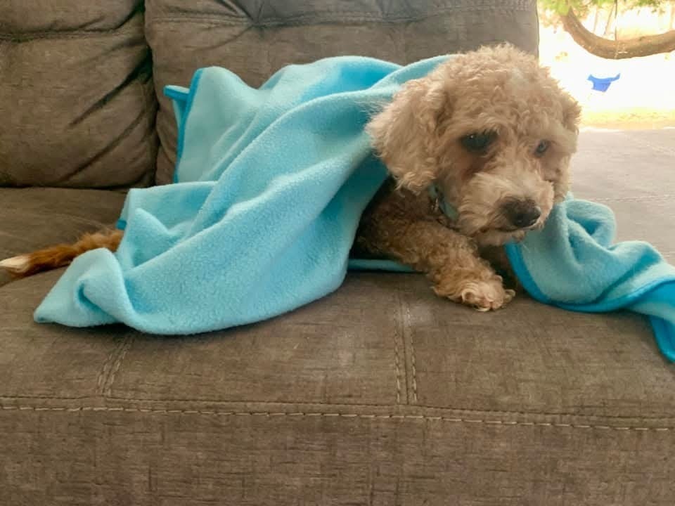 Shakey, an adoptable Maltese, Poodle in Wausau, WI, 54401 | Photo Image 3