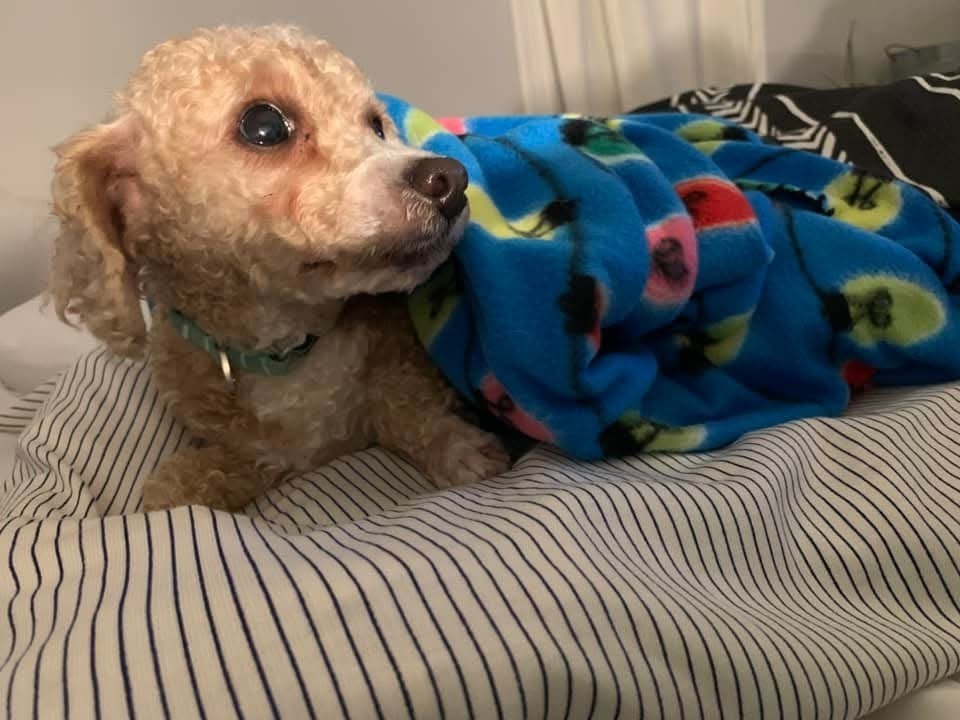 Shakey, an adoptable Maltese, Poodle in Wausau, WI, 54401 | Photo Image 4