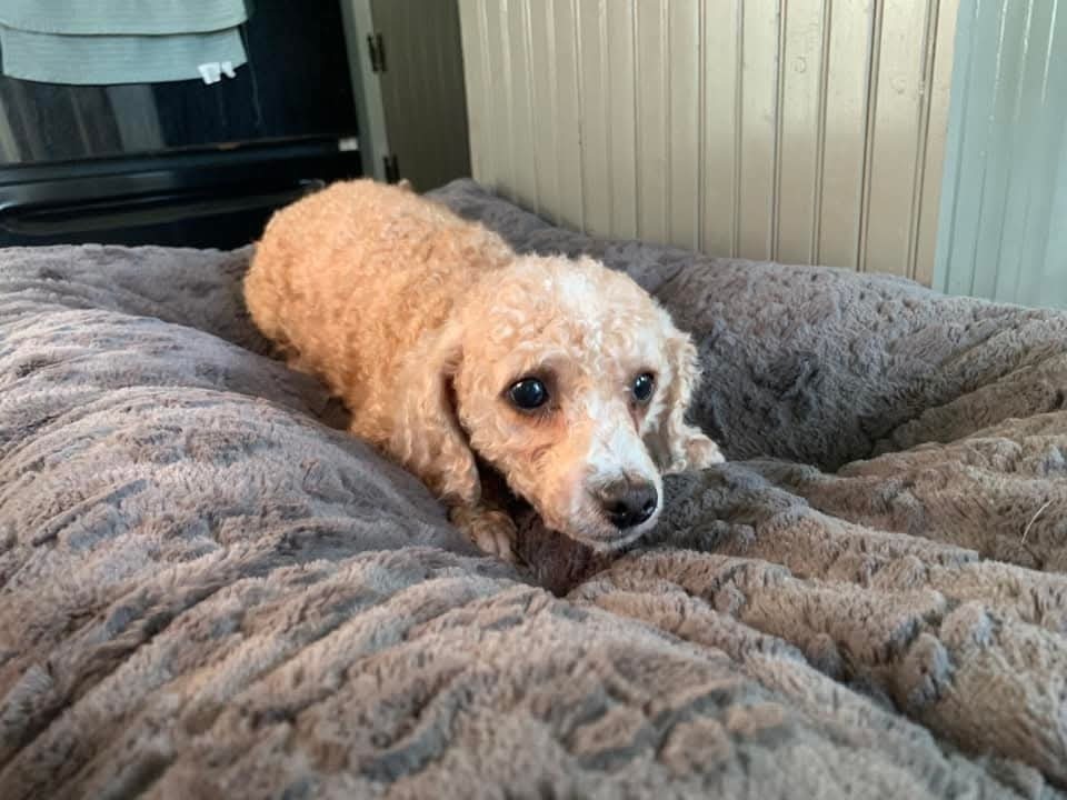 Shakey, an adoptable Maltese, Poodle in Wausau, WI, 54401 | Photo Image 5