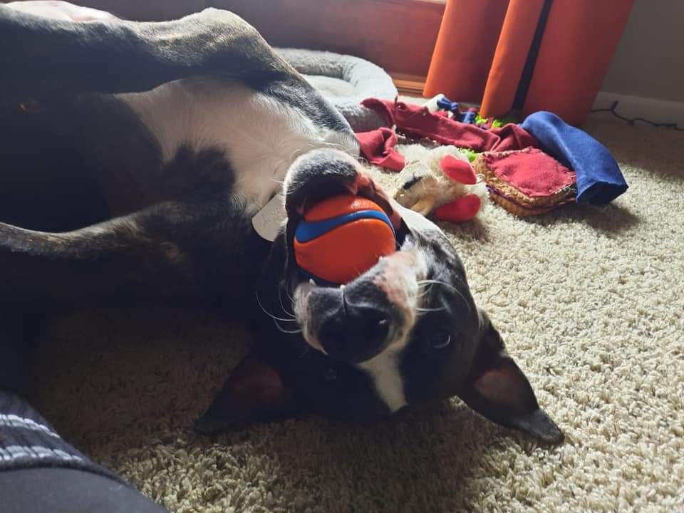 Cooper (FKA Shot Gun)