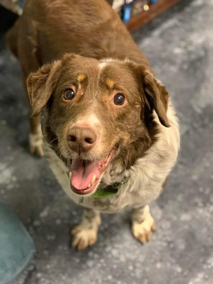 Gretzky, an adoptable Mixed Breed in Wausau, WI, 54401 | Photo Image 1