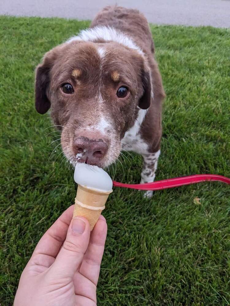 Gretzky, an adoptable Mixed Breed in Wausau, WI, 54401 | Photo Image 2