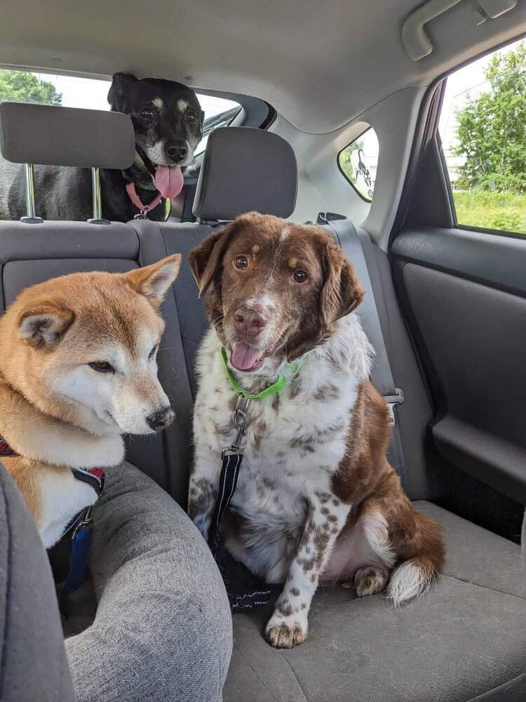 Gretzky, an adoptable Mixed Breed in Wausau, WI, 54401 | Photo Image 3