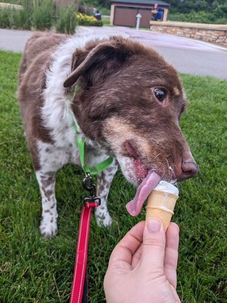 Gretzky, an adoptable Mixed Breed in Wausau, WI, 54401 | Photo Image 5