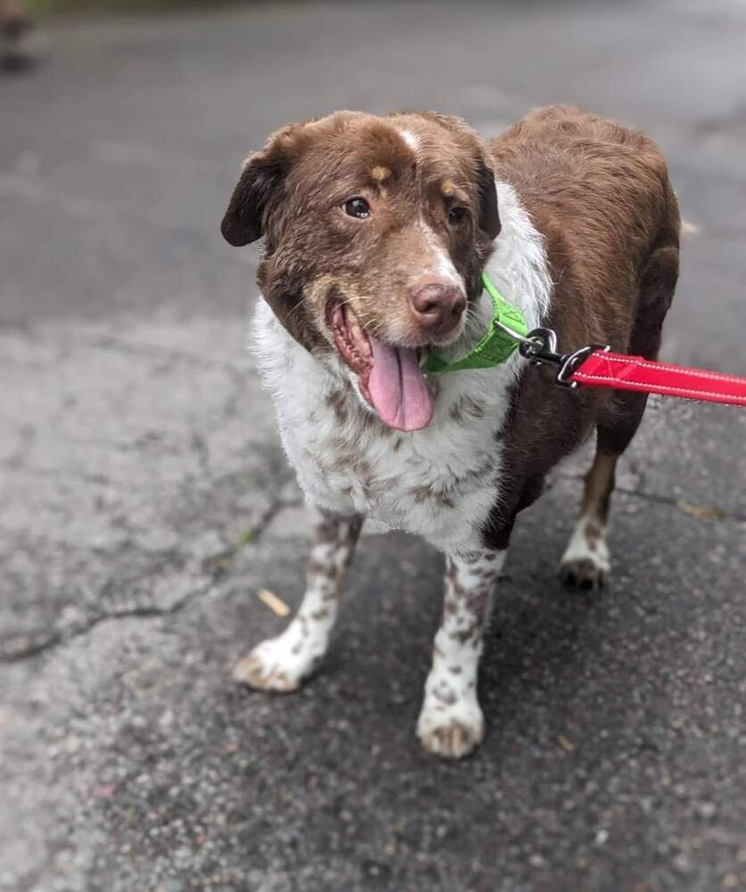 Gretzky, an adoptable Mixed Breed in Wausau, WI, 54401 | Photo Image 6