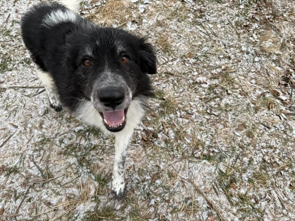 Fortune, an adoptable Shepherd in Wausau, WI, 54401 | Photo Image 1