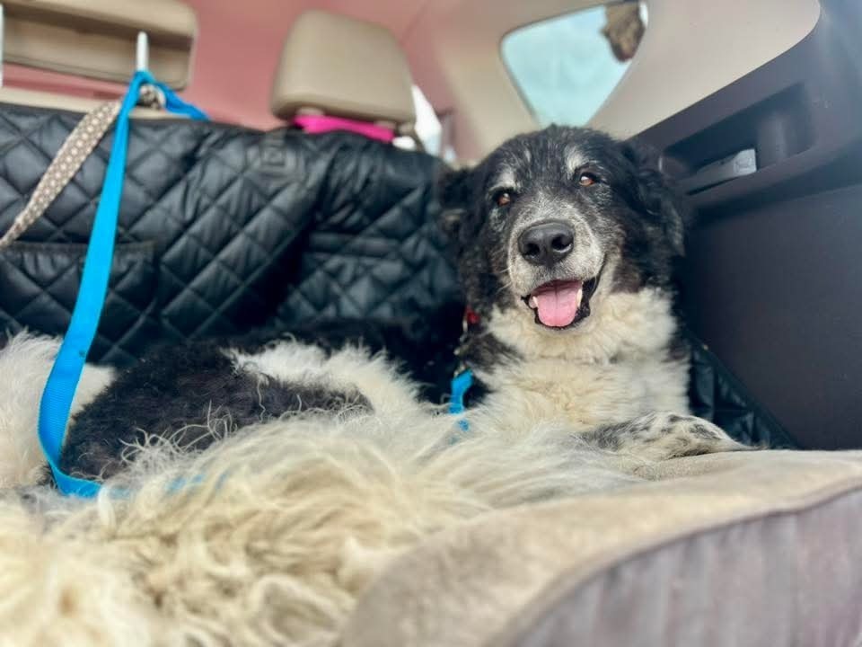 Fortune, an adoptable Shepherd in Wausau, WI, 54401 | Photo Image 2