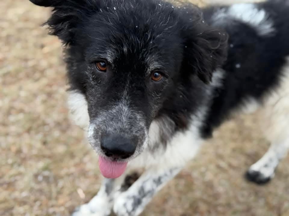 Fortune, an adoptable Shepherd in Wausau, WI, 54401 | Photo Image 3