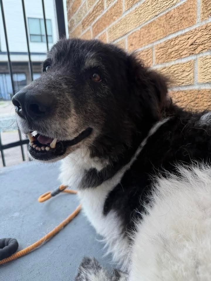 Fortune, an adoptable Shepherd in Wausau, WI, 54401 | Photo Image 3