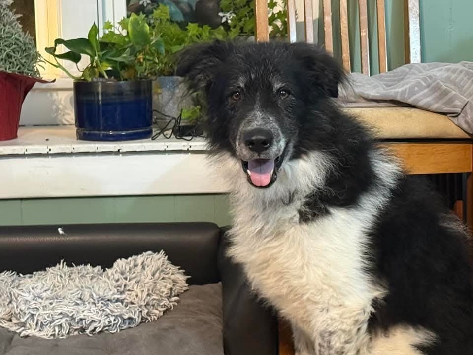 Fortune, an adoptable Shepherd in Wausau, WI, 54401 | Photo Image 4