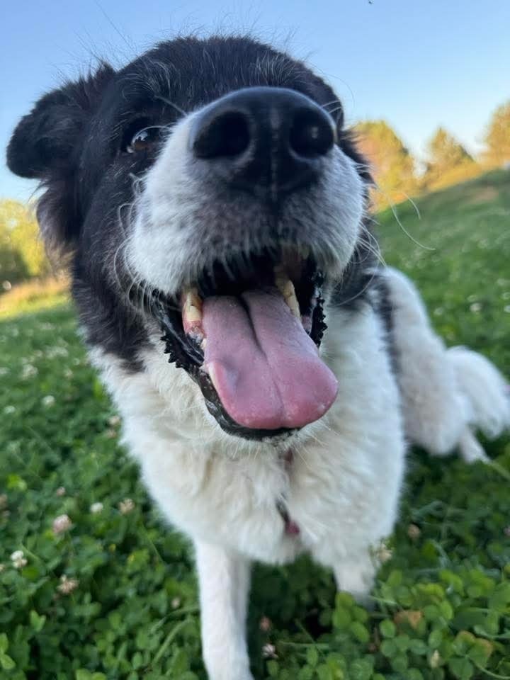 Fortune, an adoptable Shepherd in Wausau, WI, 54401 | Photo Image 4
