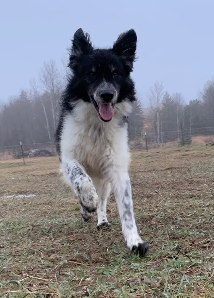 Fortune, an adoptable Shepherd in Wausau, WI, 54401 | Photo Image 5