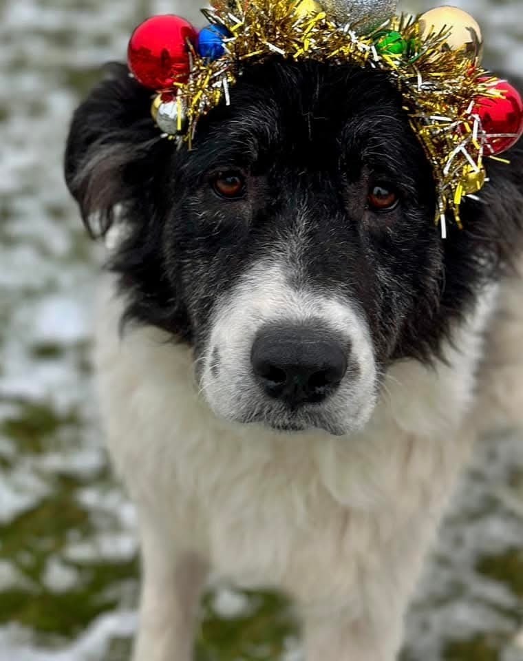 Cookie, an adoptable Shepherd in Wausau, WI, 54401 | Photo Image 1