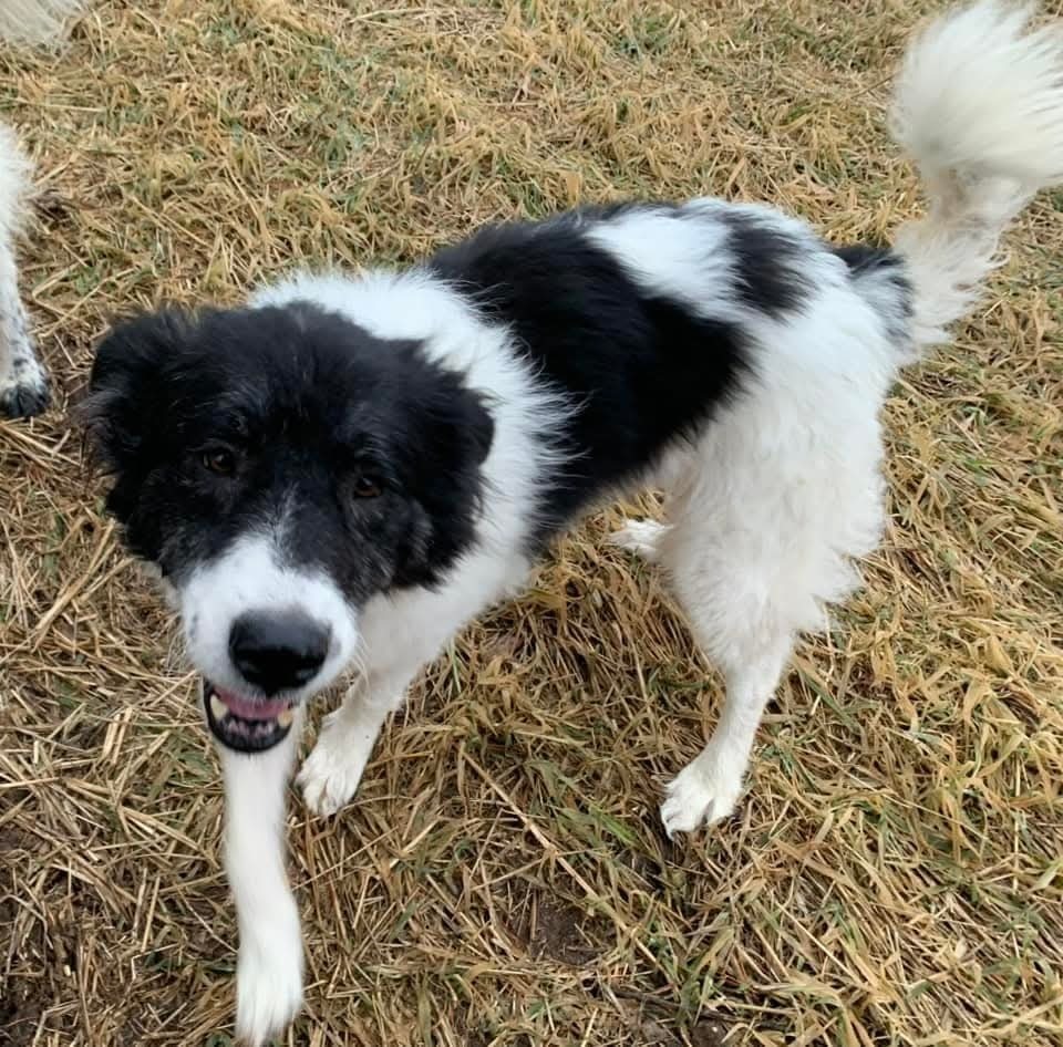 Cookie, an adoptable Shepherd in Wausau, WI, 54401 | Photo Image 2