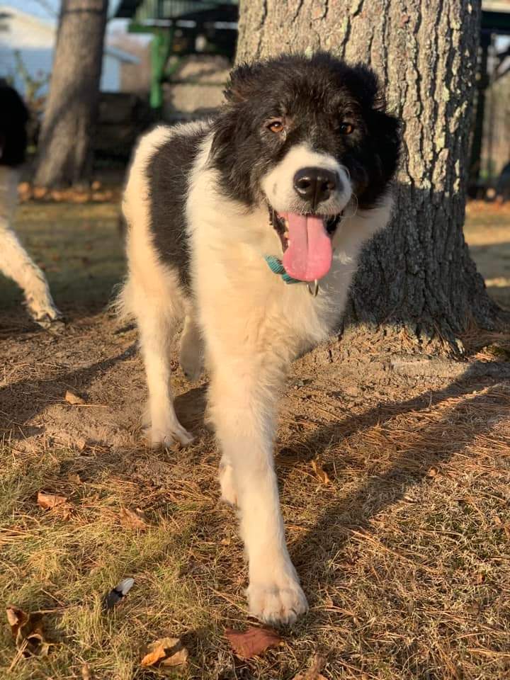 Cookie, an adoptable Shepherd in Wausau, WI, 54401 | Photo Image 3