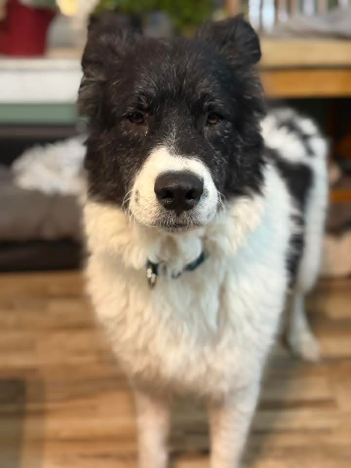 Cookie, an adoptable Shepherd in Wausau, WI, 54401 | Photo Image 4