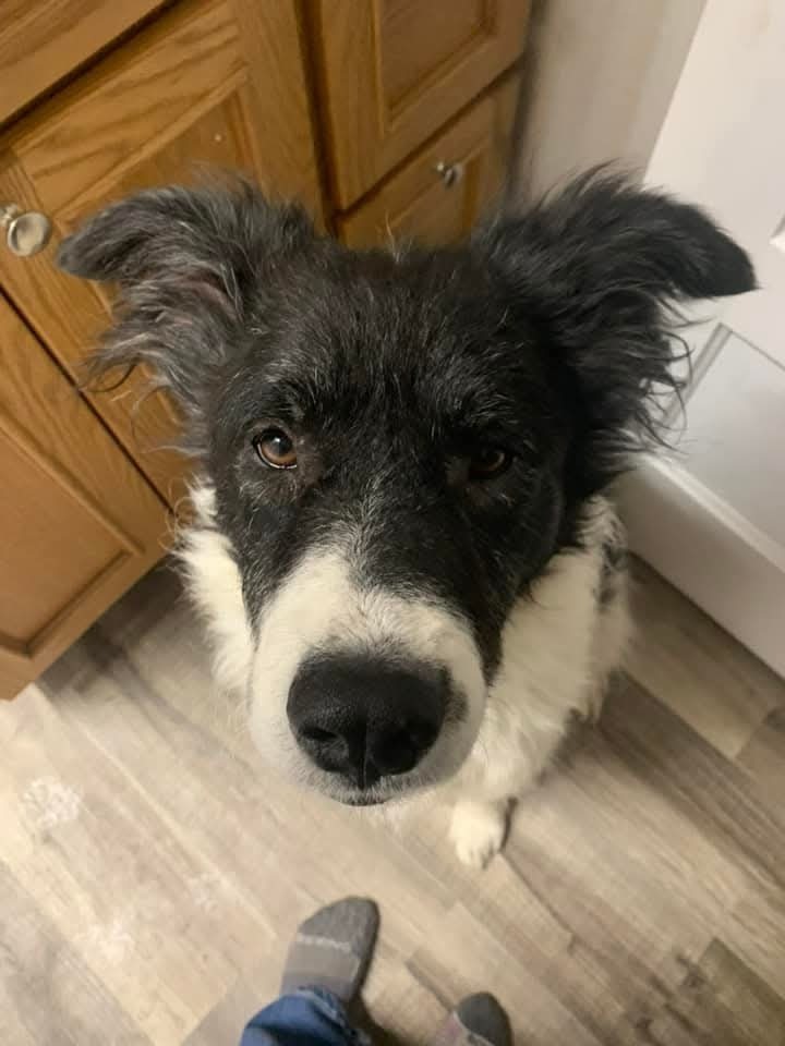 Cookie, an adoptable Shepherd in Wausau, WI, 54401 | Photo Image 5