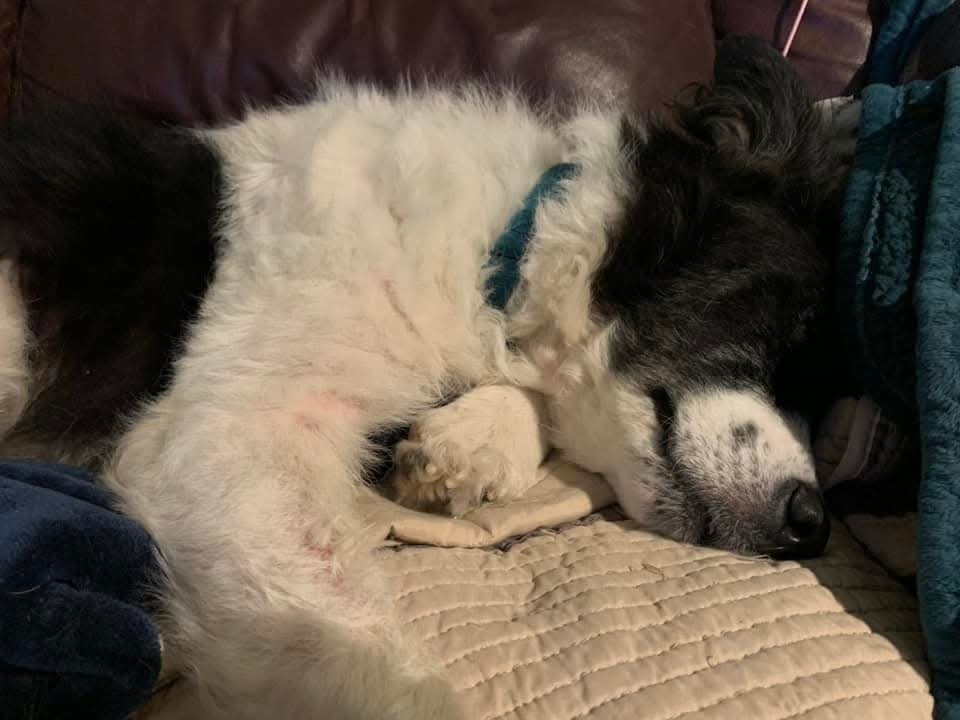 Cookie, an adoptable Shepherd in Wausau, WI, 54401 | Photo Image 6