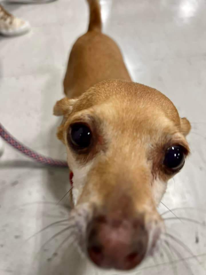 Coco (formerly Kuzco)