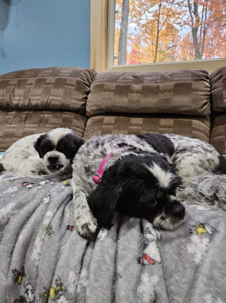 Daisy