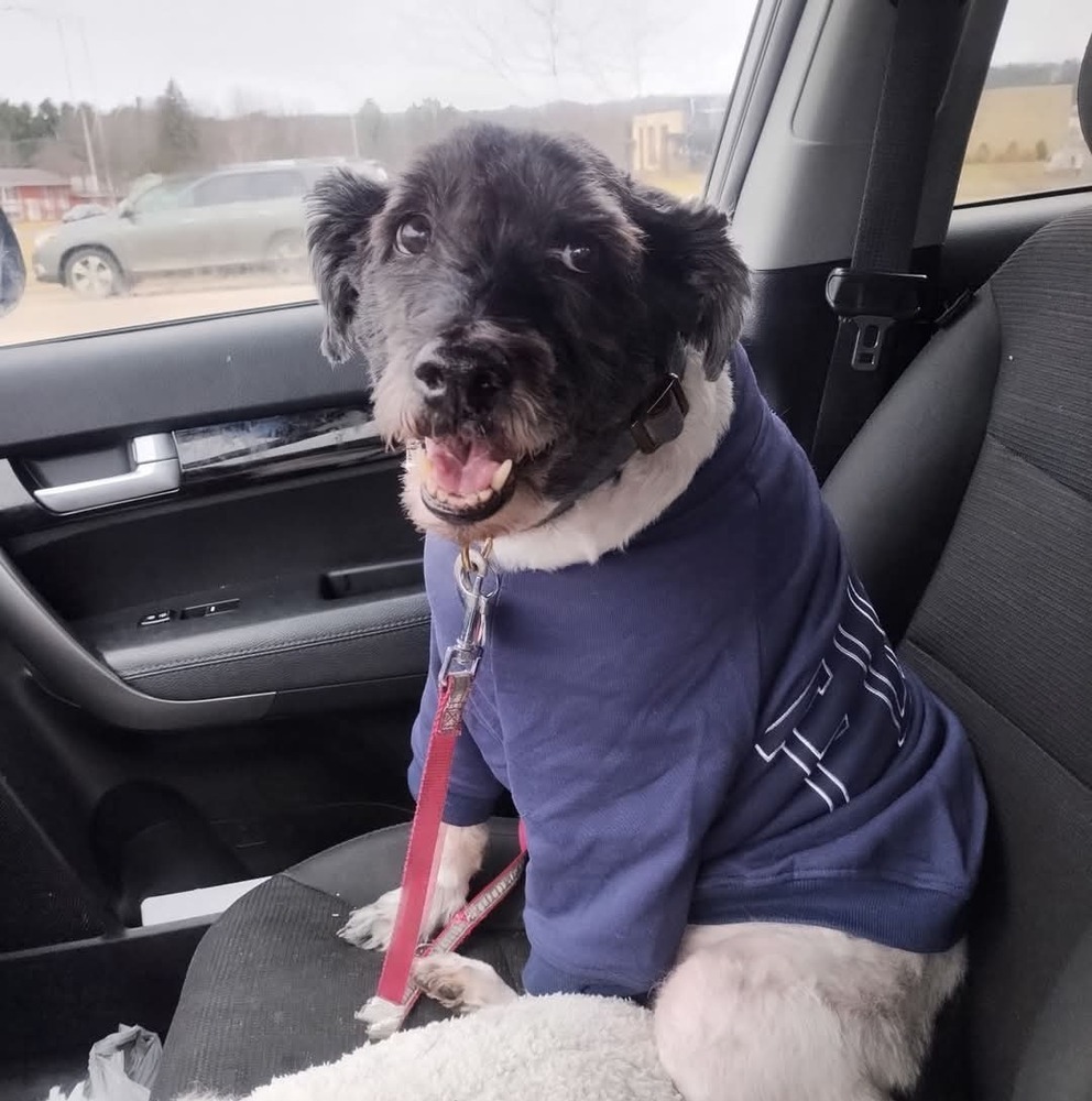 Shasta, an adoptable Poodle in Wausau, WI, 54401 | Photo Image 4