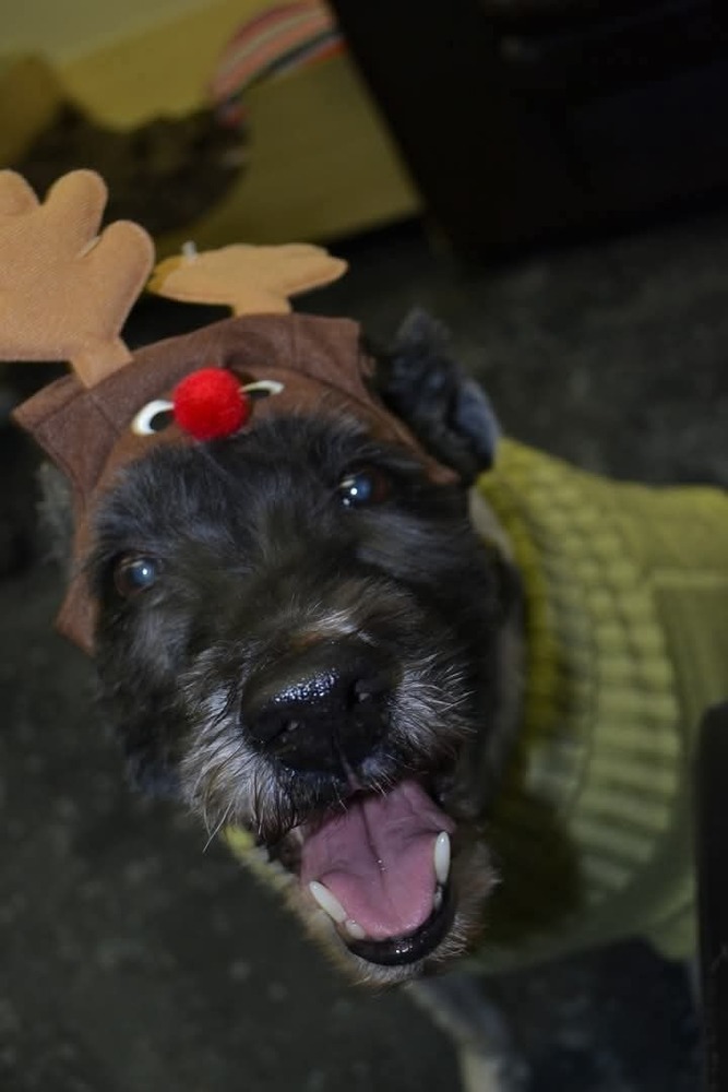 Shasta, an adoptable Poodle in Wausau, WI, 54401 | Photo Image 5