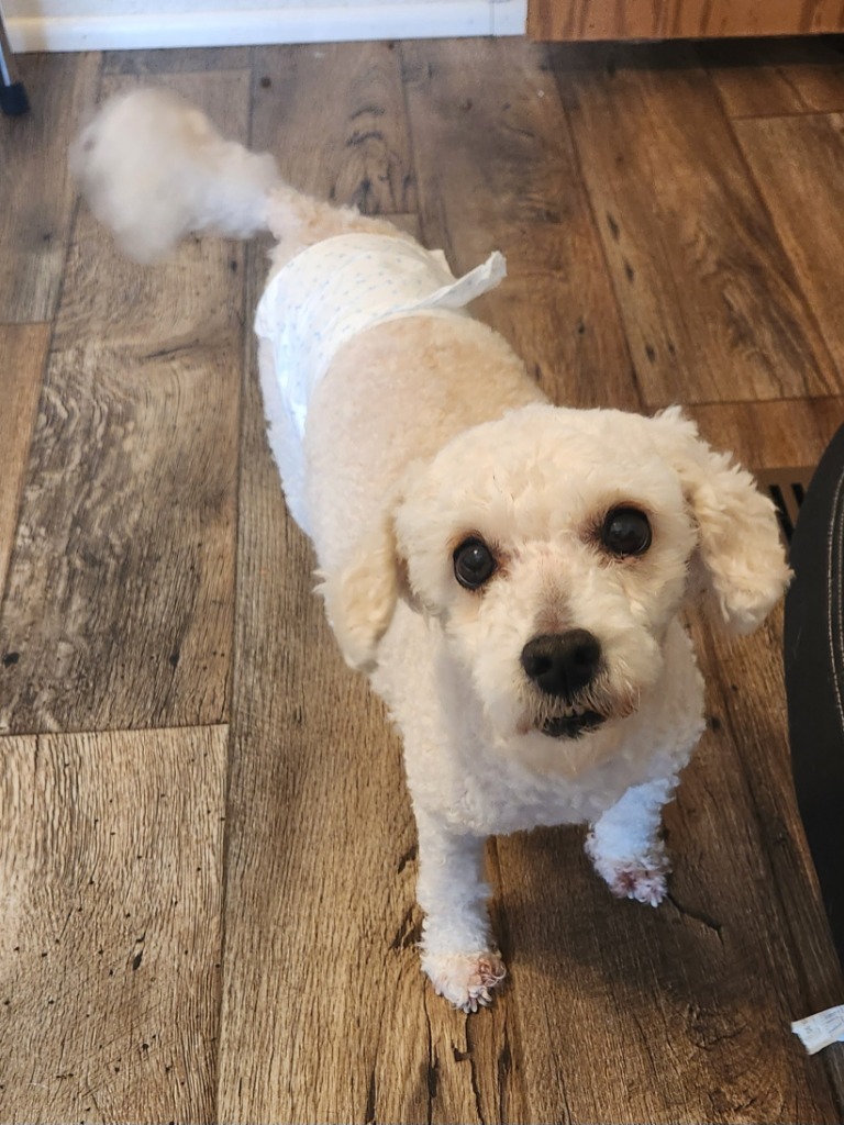 Mochi