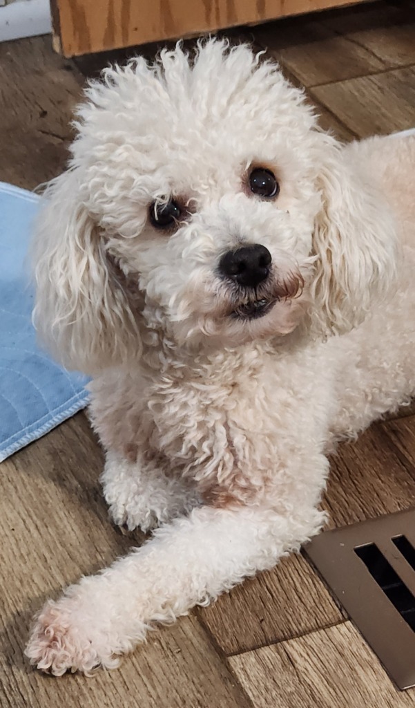 Mochi