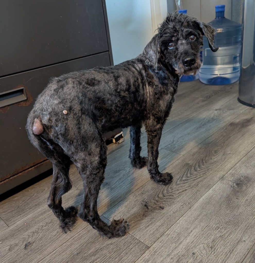 Chester, an adoptable Cockapoo in Warren, MI, 48089 | Photo Image 1