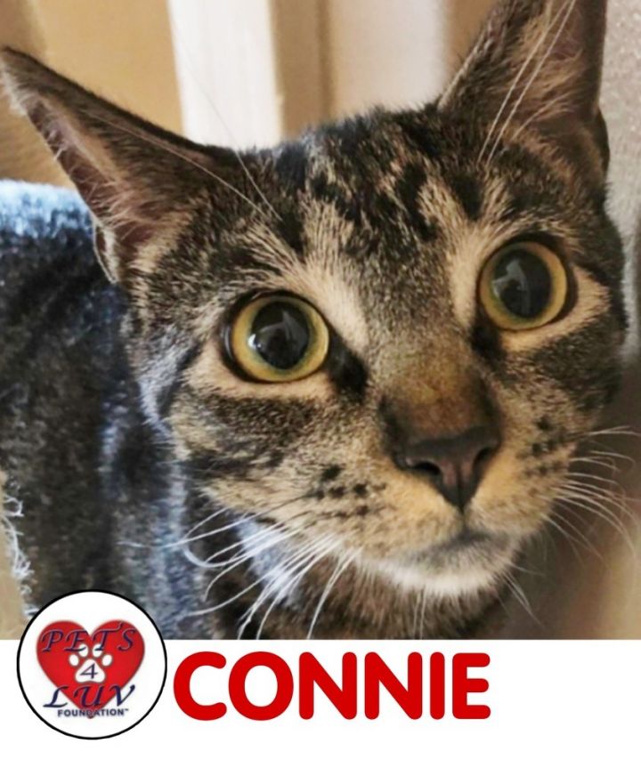Connie 1