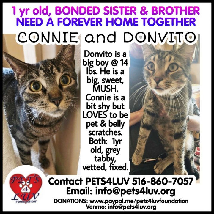 Connie 3