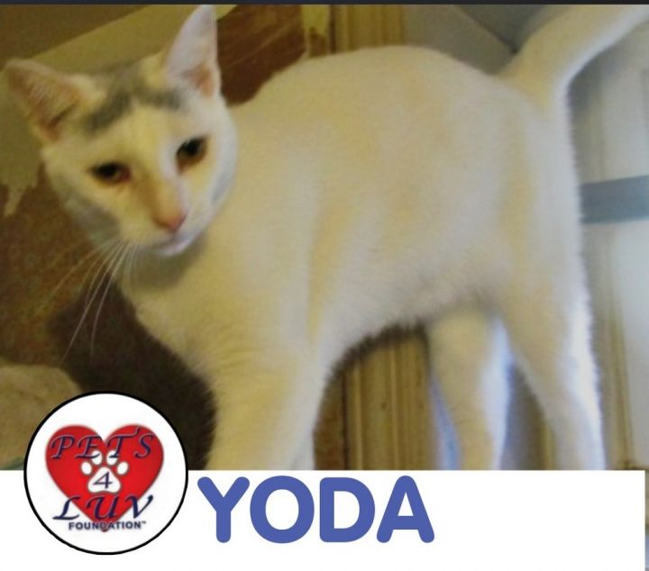 Yoda 1
