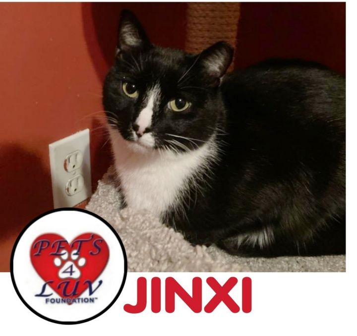 Jinxi 1