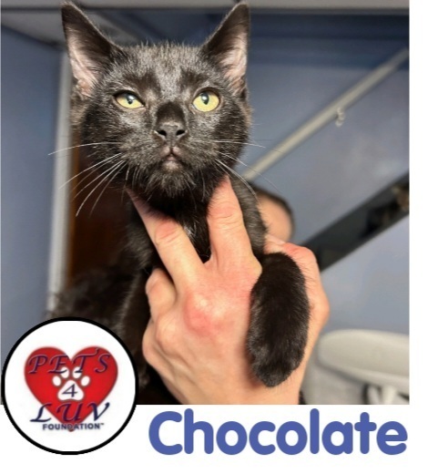 Chocolate - Michelle 2