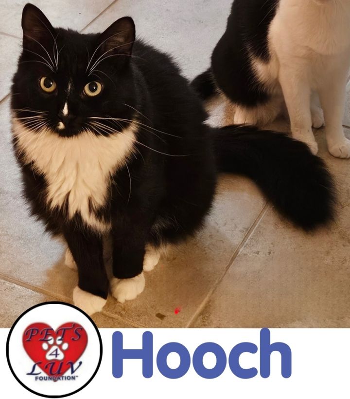 Hooch 1