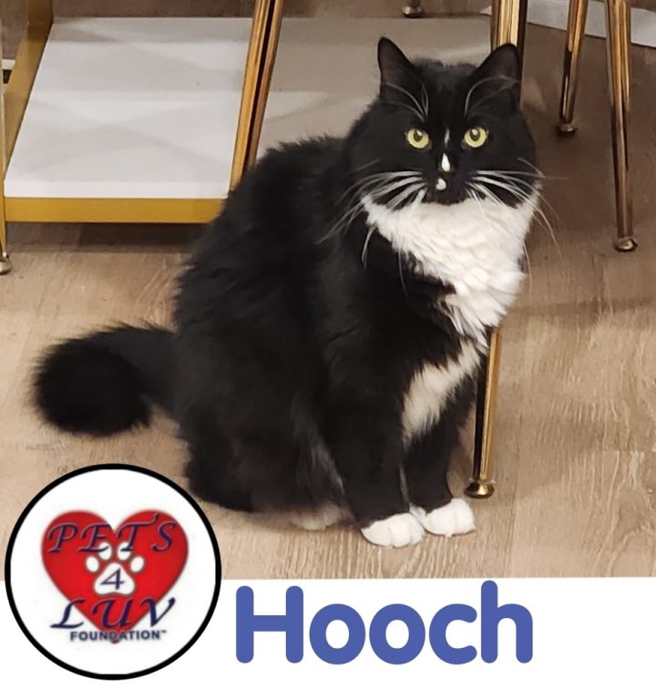 Hooch 2