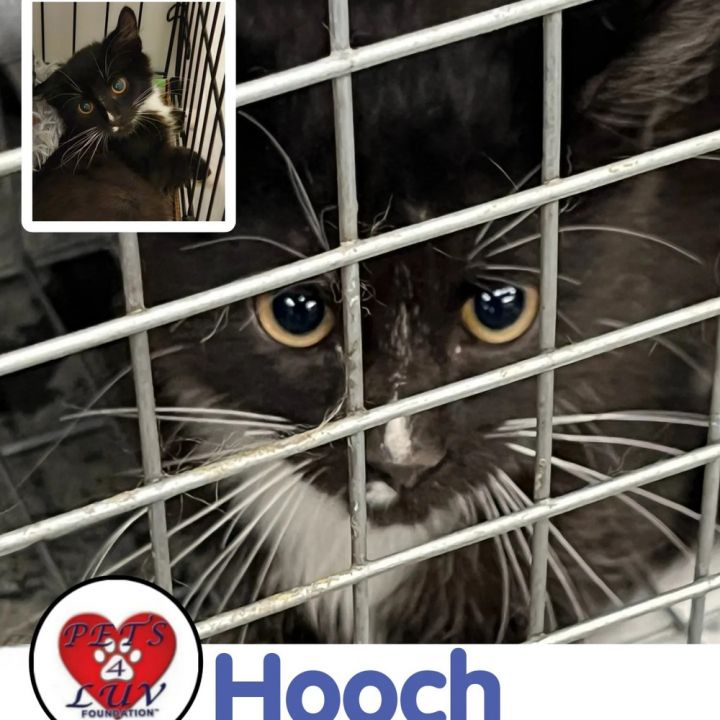 Hooch 4