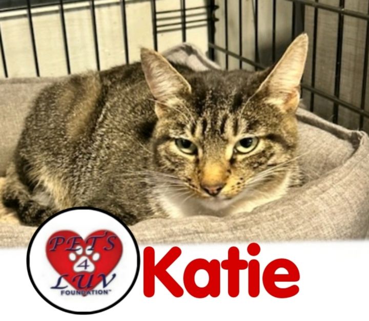 Katie JVC 1