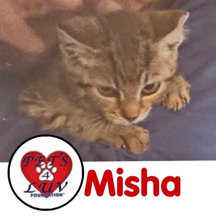 Misha 1