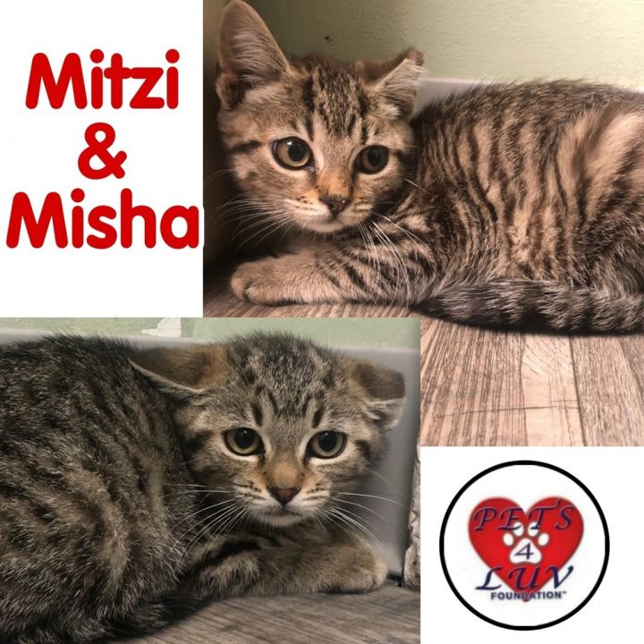 Misha 2
