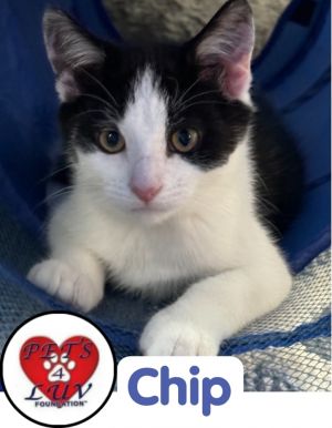 Chip Michelle, Baby Male Domestic Short Hair