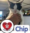 Chip Michelle photo 2