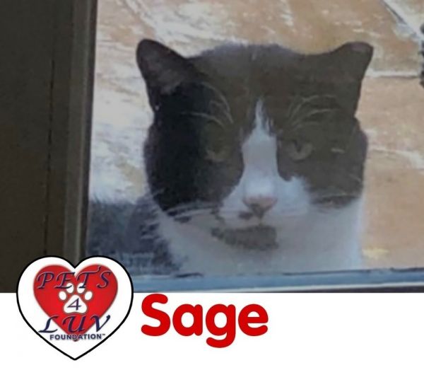 Sage Manhasset photo 1