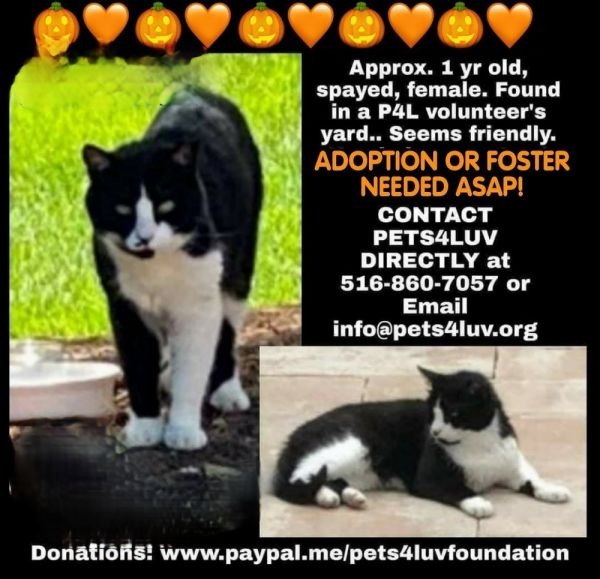 Sage Manhasset thumbnail 2