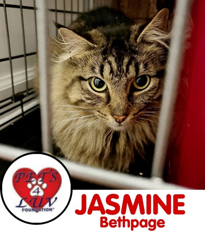 Jasmine Bethpage 1