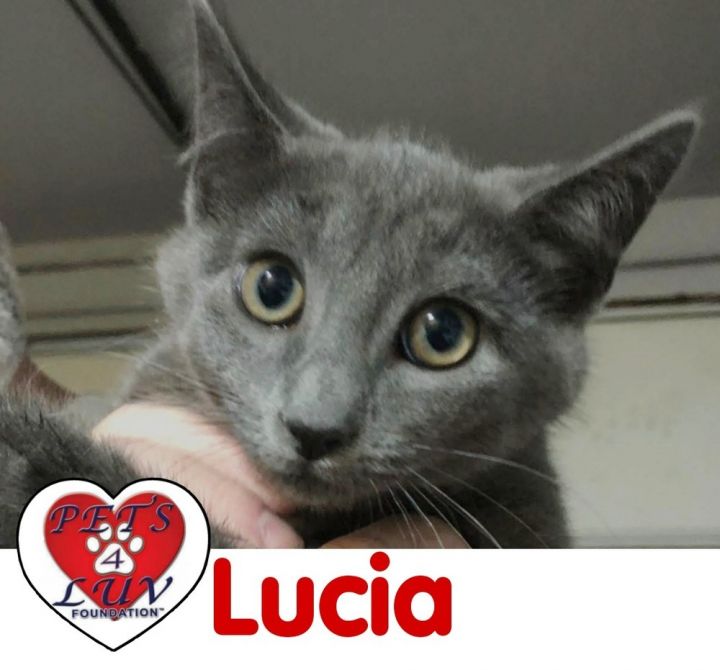 Lucia - Bob 2