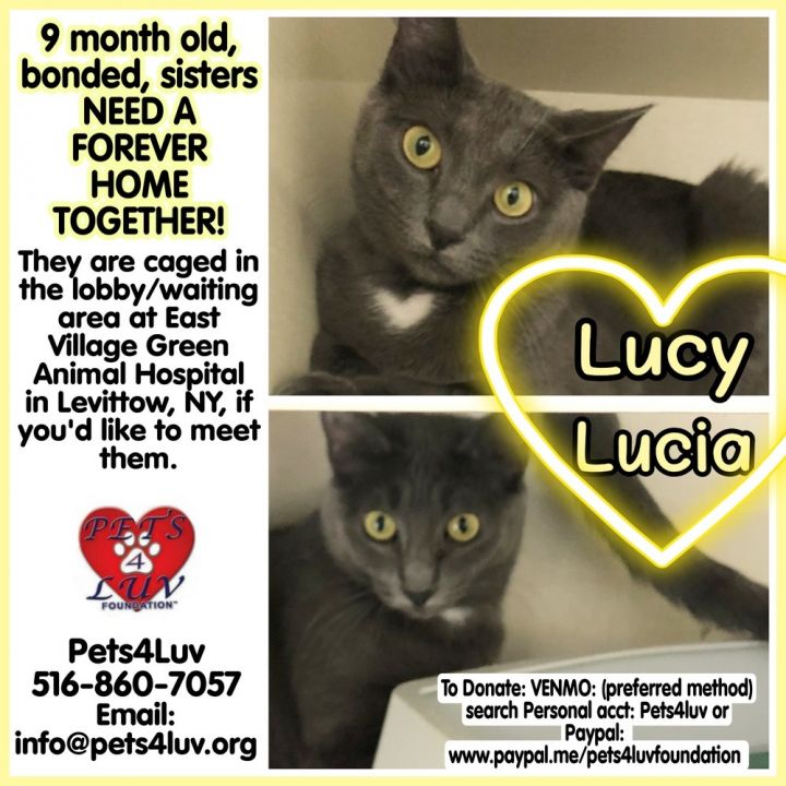 Lucy - Bob 2